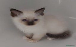 Ragdoll cats for sale: RAGDOLLS GIRLS BOYS BICOLOUR SEAL POINT BLUE EYES  - Image 10