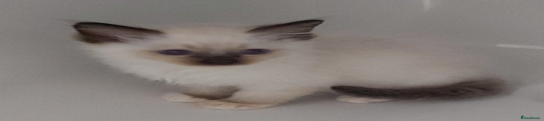 Ragdoll Kitten 2