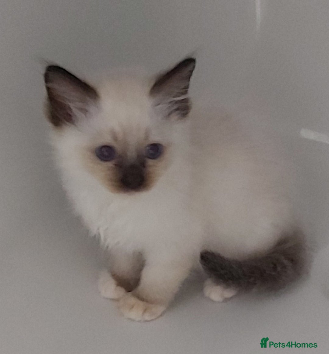 Ragdoll cats for sale: RAGDOLLS GIRLS BOYS BICOLOUR SEAL POINT BLUE EYES  - Image 10