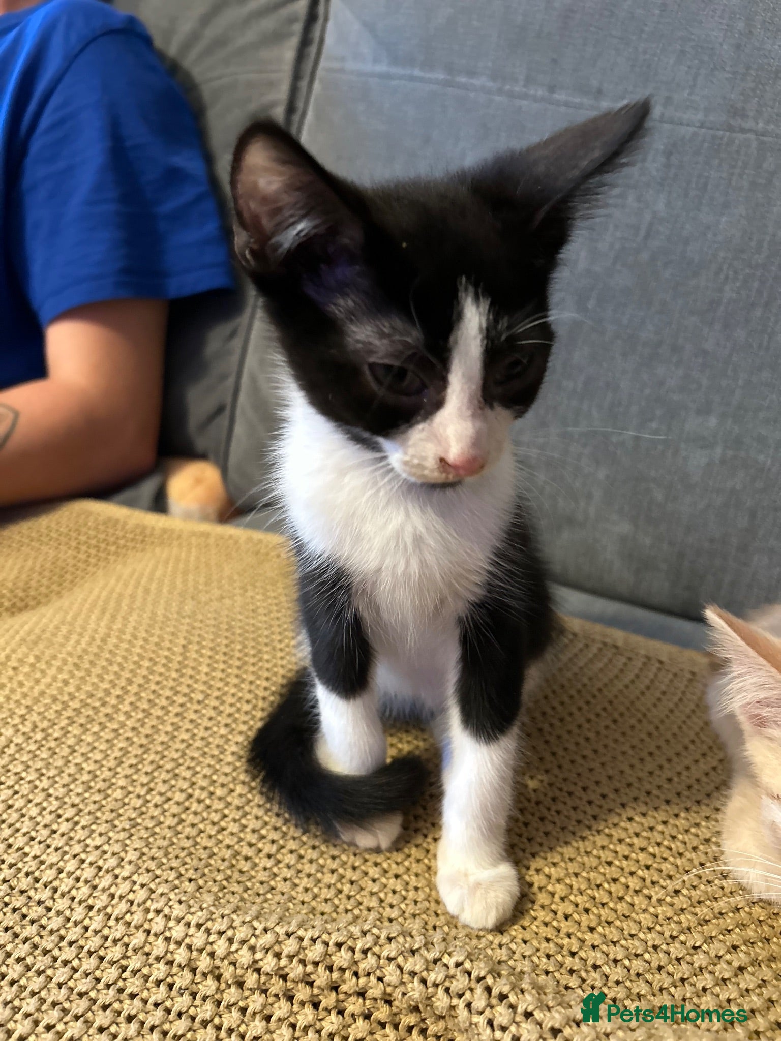 Mixed Breed cats 🚨2 BOYS LEFT NEEDING HOMES🚨 - Advert 1