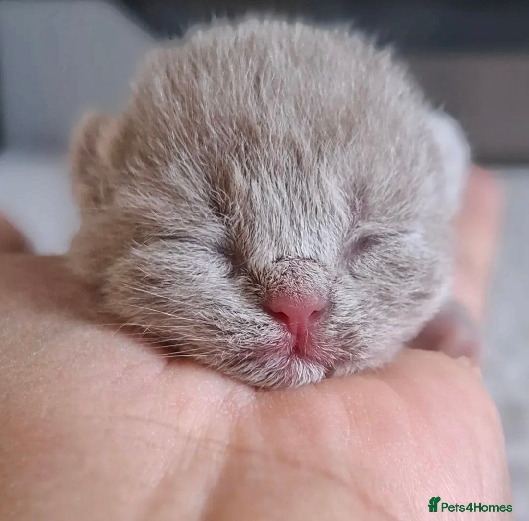 British Shorthair cats 🌟Exceptional quality British shorthair kittens🌟  - Advert 2