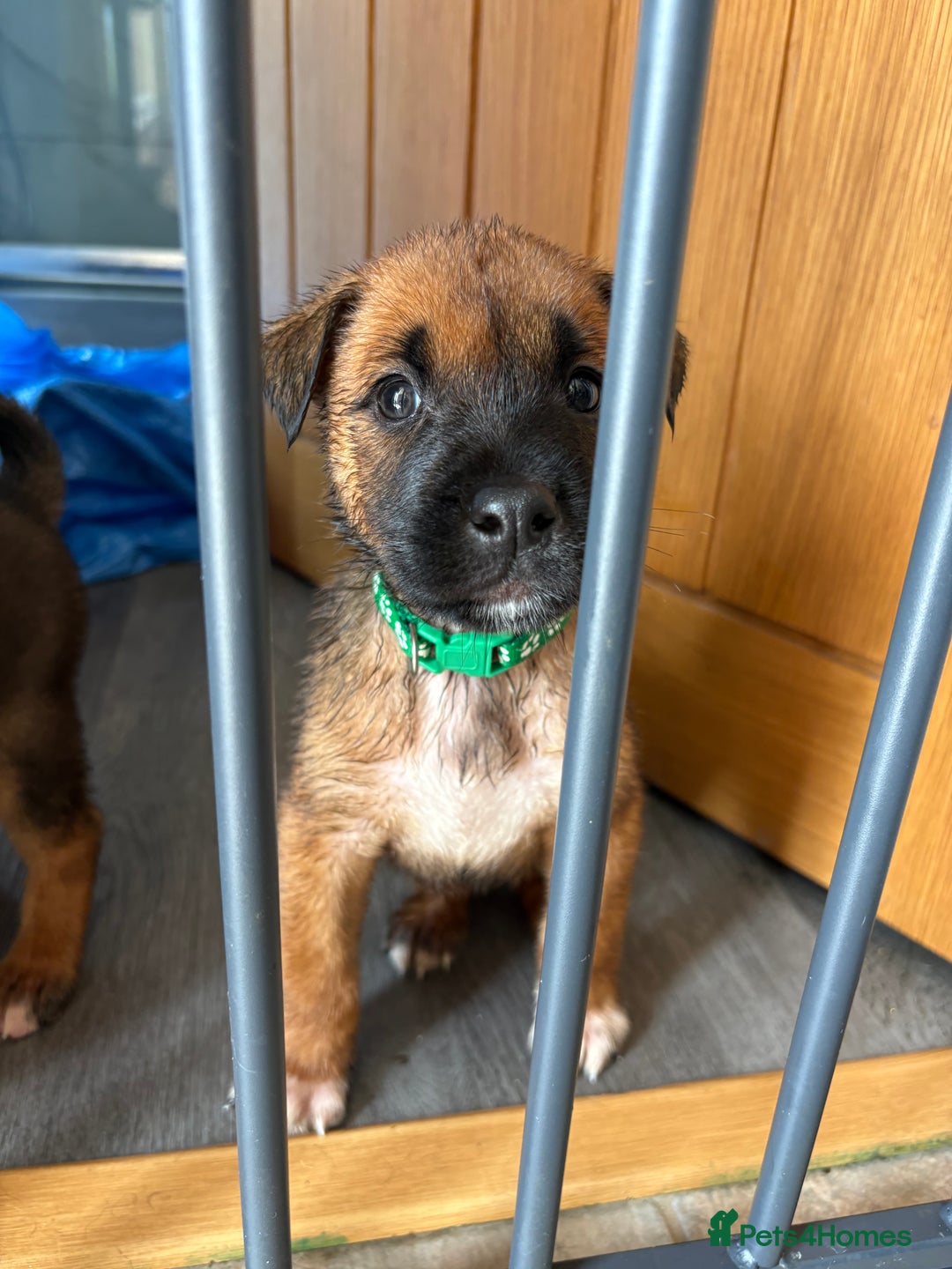 Mixed Breed dogs for sale: Japanese Bear-headed Akita X Dobermann hybrids  - Image 9