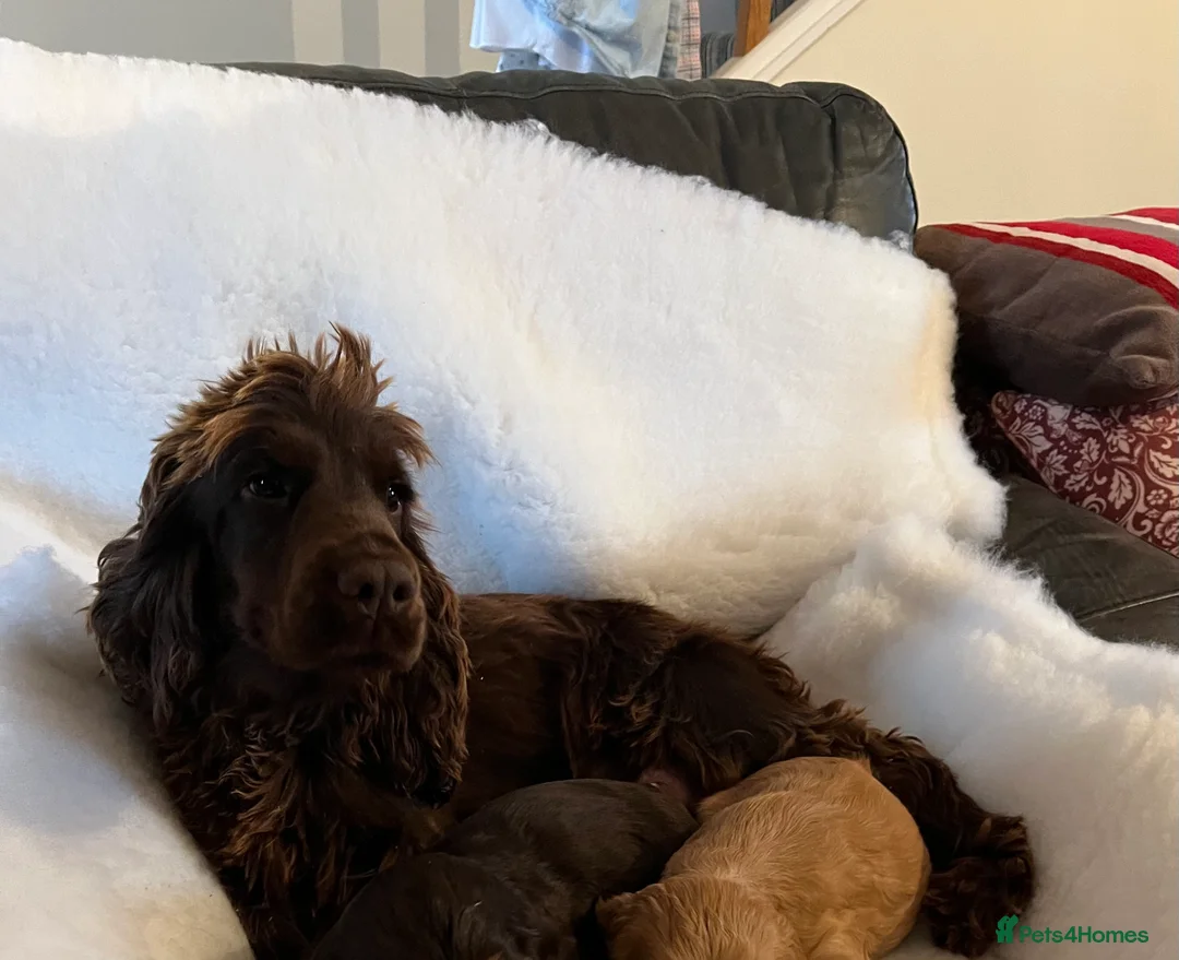 Cocker Spaniel dogs for sale: Health tested KC show type cocker 🐶 ⭐️  - Advert 2