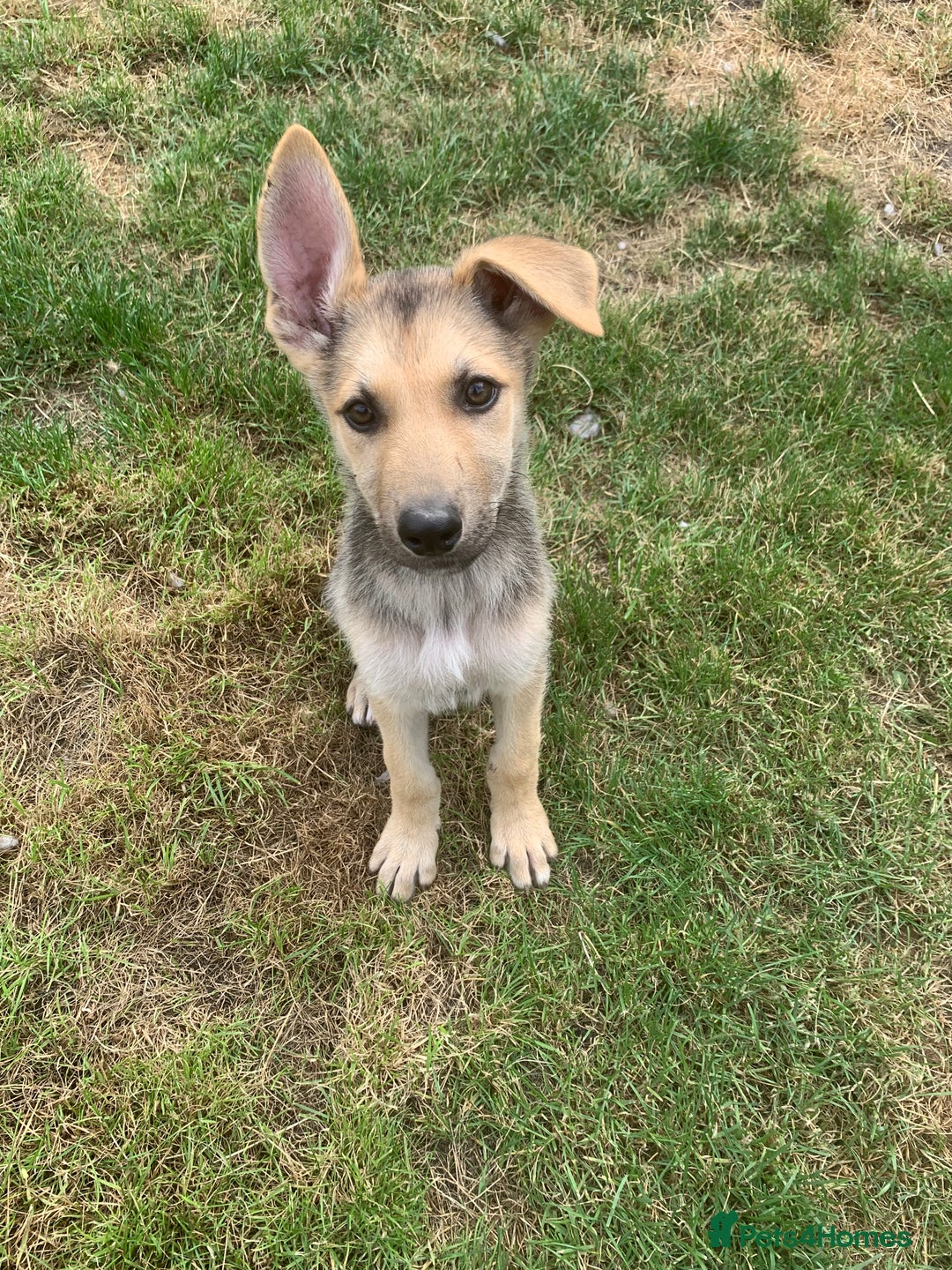 Shepsky dogs for sale: 2 beautiful Shepski puppies for sale  - Image 4