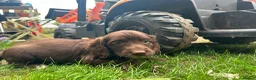 Sprocker dogs for sale: Springer x Cocker Pups  in Barnsley - Advert 3