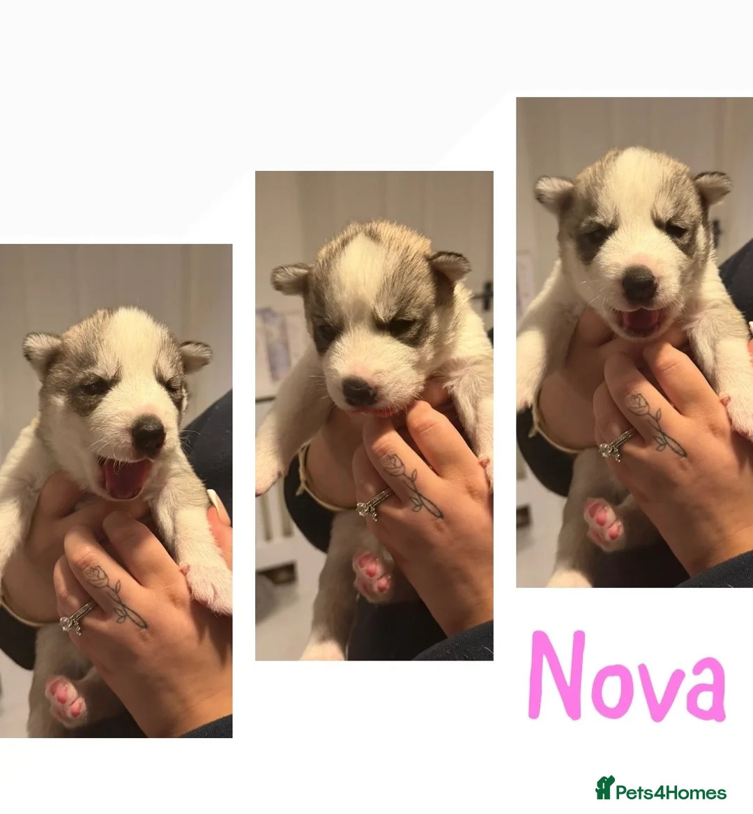Siberian Husky dogs for sale: Siberian husky puppies  - Advert 2