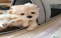 Pomapoo dogs for sale: Pomapoo Puppy - Advert 5