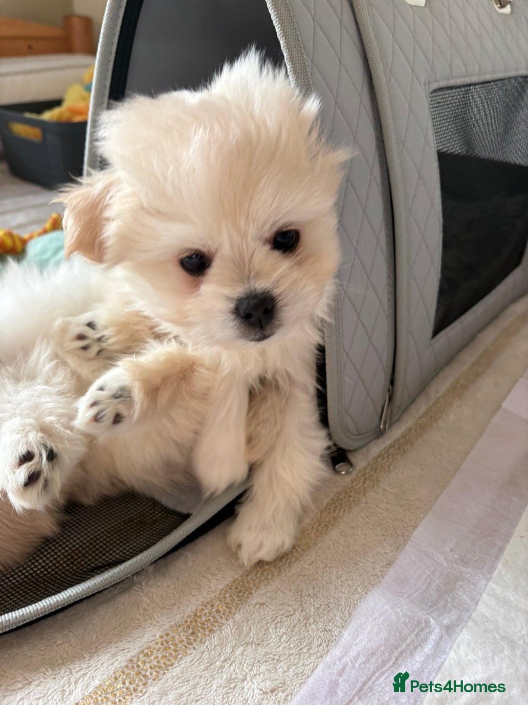 Pomapoo dogs for sale: Pomapoo Puppy - Advert 5