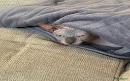 Sphynx cats for sale: Tuco loving shpynx boy  - Image 2
