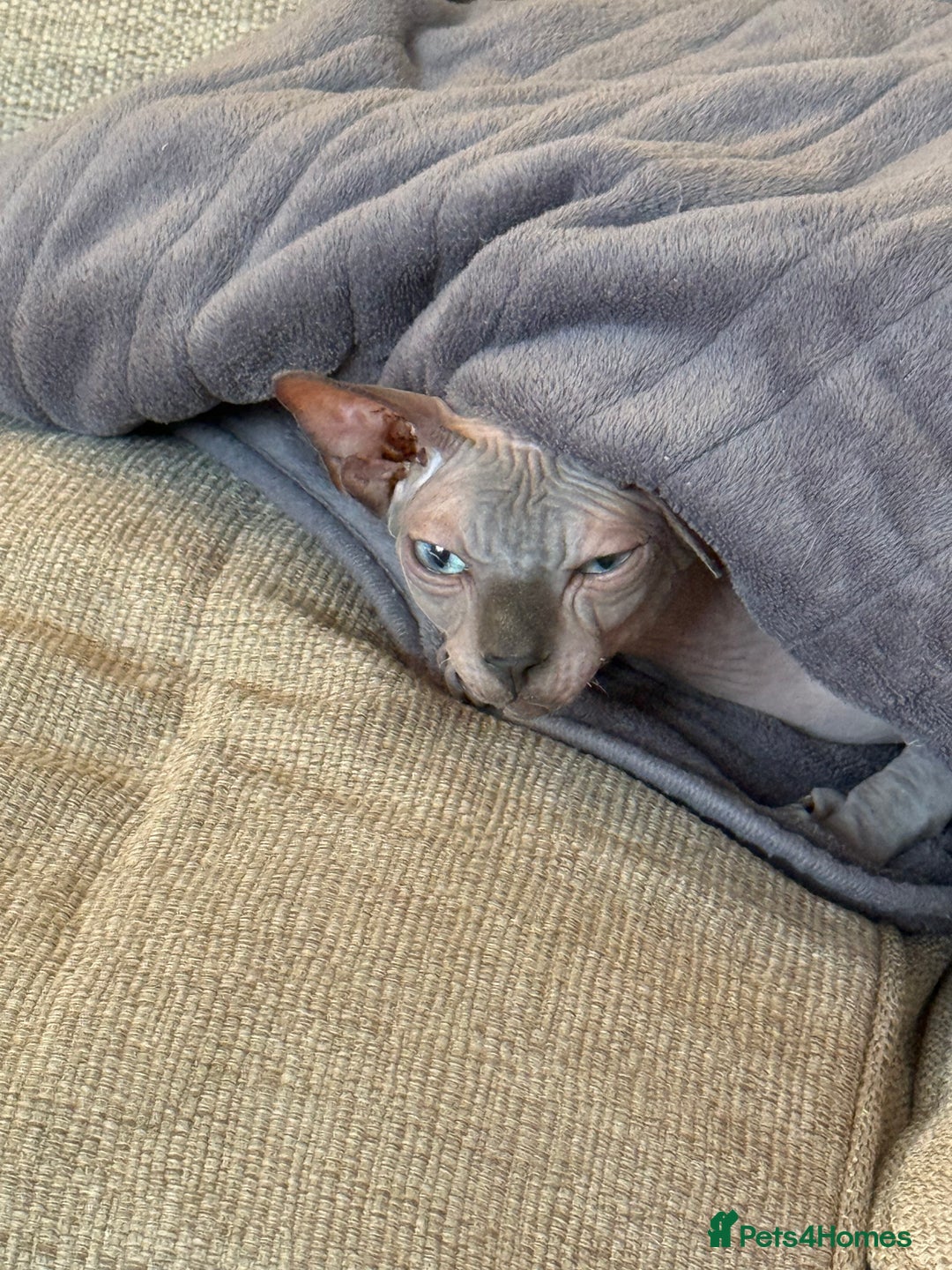 Sphynx cats for sale: Tuco loving shpynx boy  - Image 2