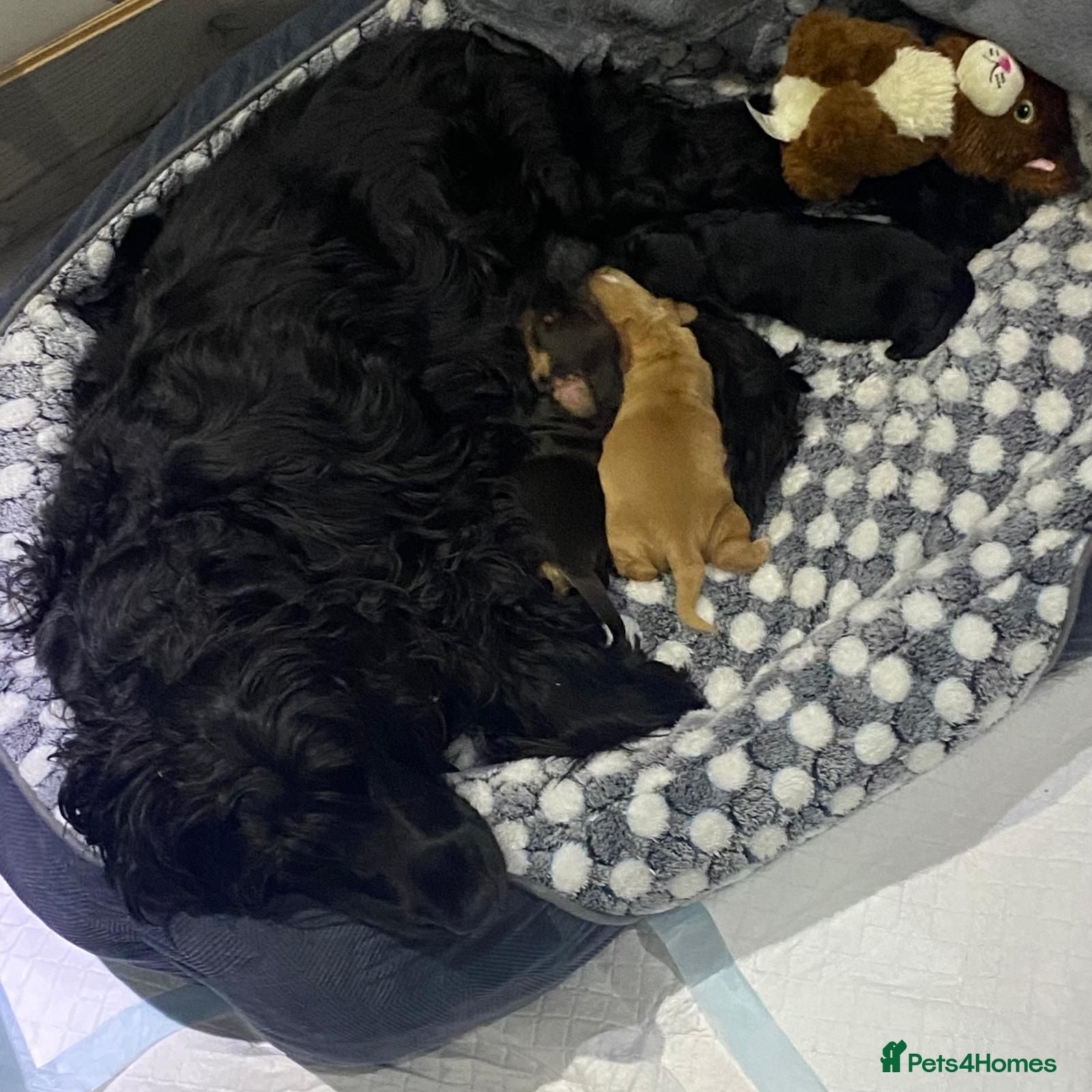 Cocker Spaniel dogs Beautiful Cocker Spaniels  for sale - Advert 1