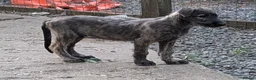 Irish Wolfhound dogs for sale: Irish Wolfhound puppies  - Advert 6