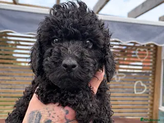 Toy Poodle dogs Beautiful Mini Toy Poodle Puppies – Family Raised - Advert 6