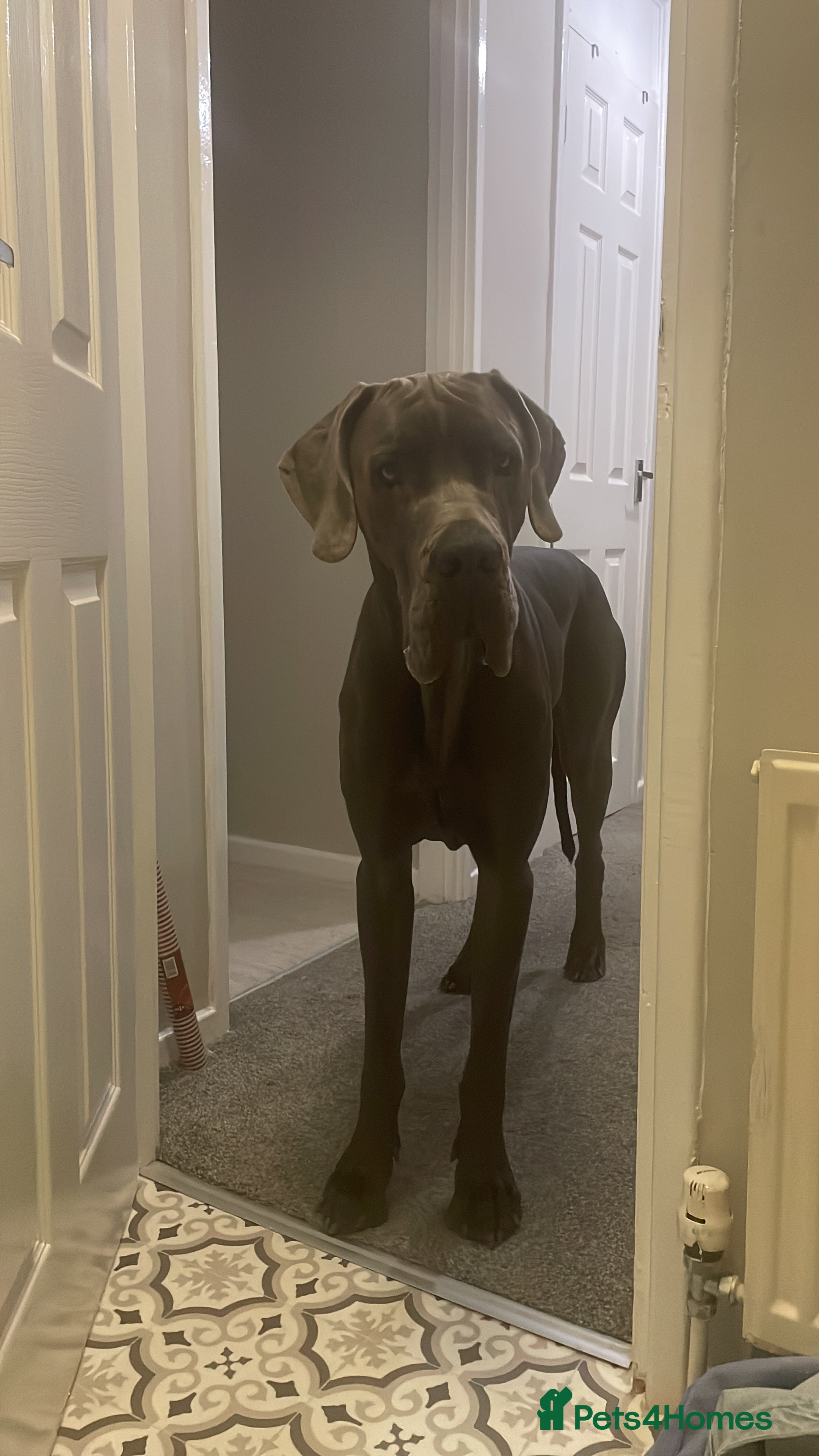 Great Dane dogs Gentle Giant  in Abertillery - Advert 4