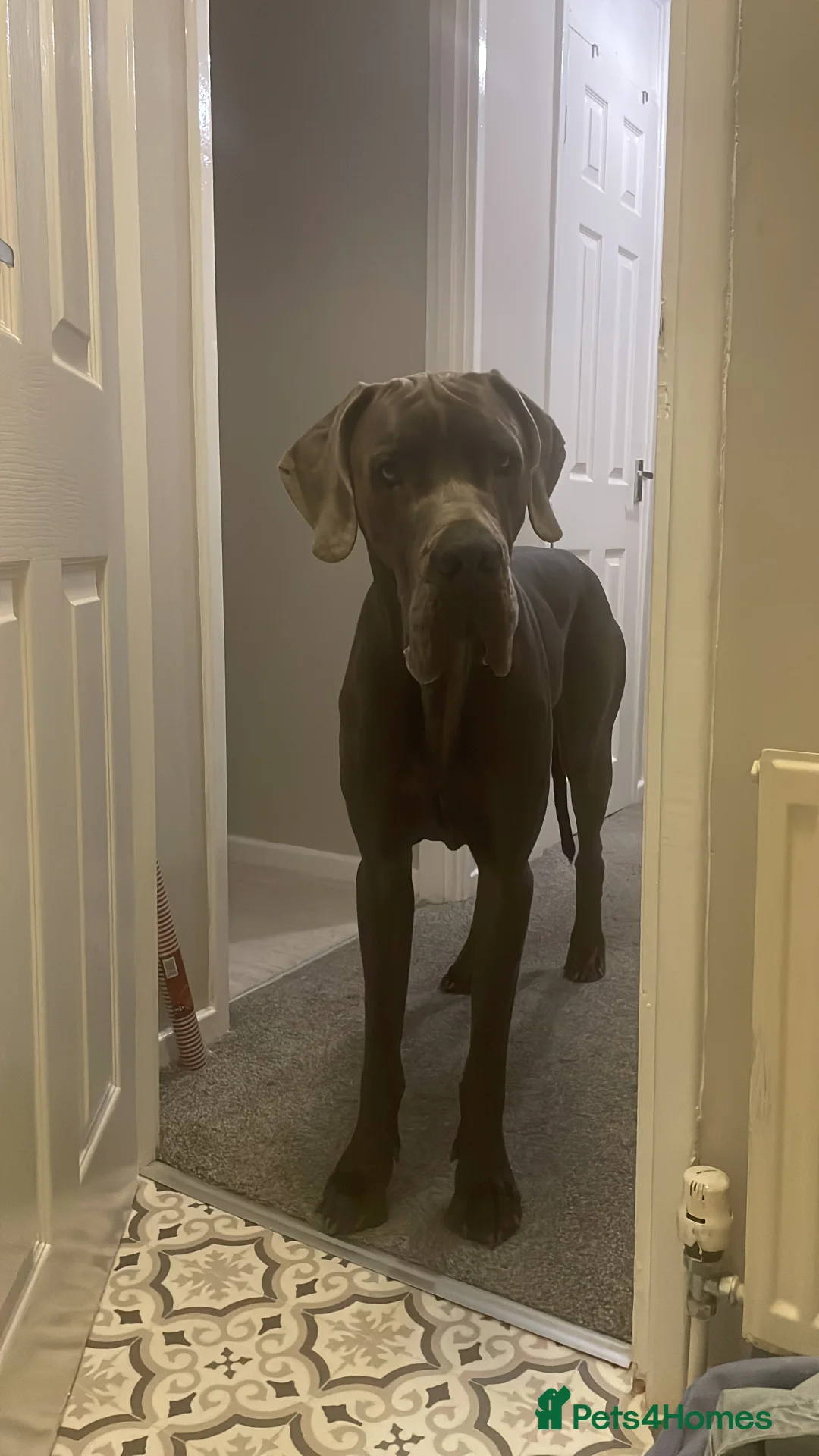 Great Dane dogs for sale: Gentle Giant  in Abertillery - Advert 1