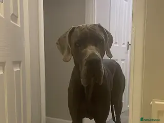 Great Dane dogs Gentle Giant in Abertillery - Advert 3