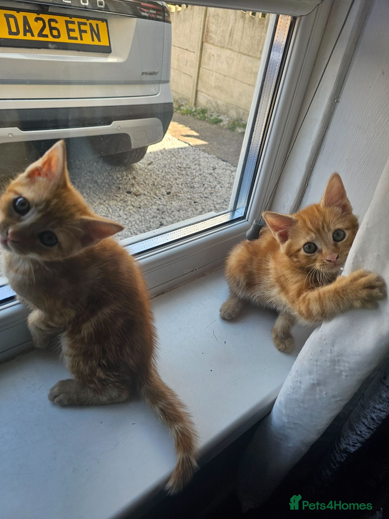 Mixed Breed cats 1 ginger girl 1 ginger boy left !! - Advert 1