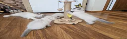 Ragdoll cats for sale: Raggymascot Catery Ragdolls - Advert 7