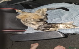 Mixed Breed cats for sale: 3 year male  - Image 5
