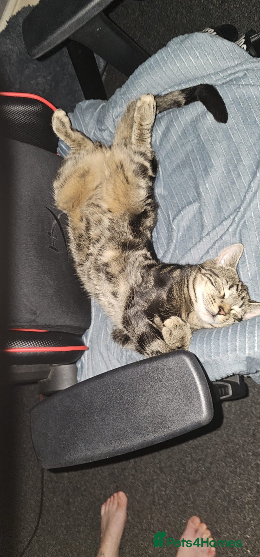 Mixed Breed cats for sale: 3 year male  - Image 5