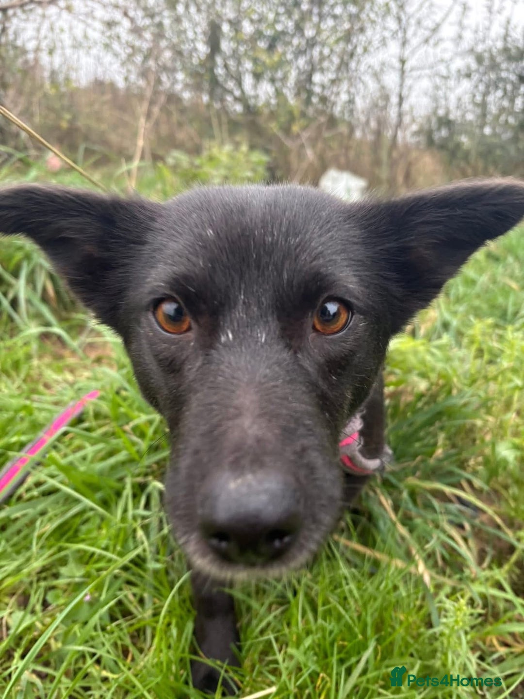 Mixed Breed dogs for adoption: Melody - Norwich Norfolk  - Advert 2