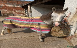 Welsh Section B horses for sale: 12.2 Welsh B Mare  - Image 5