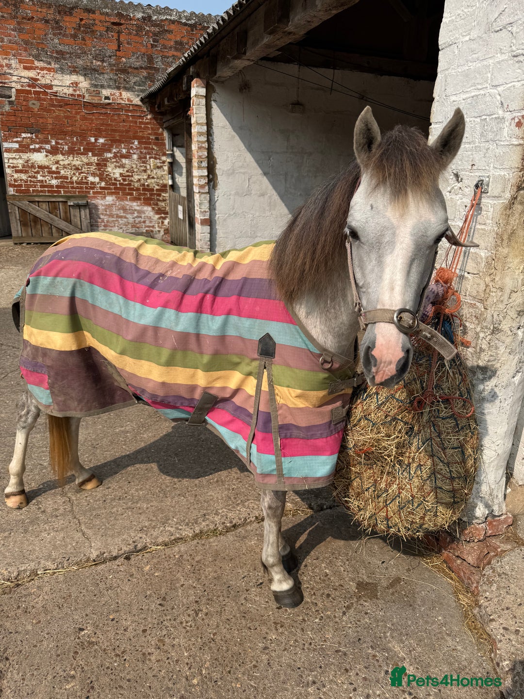 Welsh Section B horses for sale: 12.2 Welsh B Mare  - Image 5