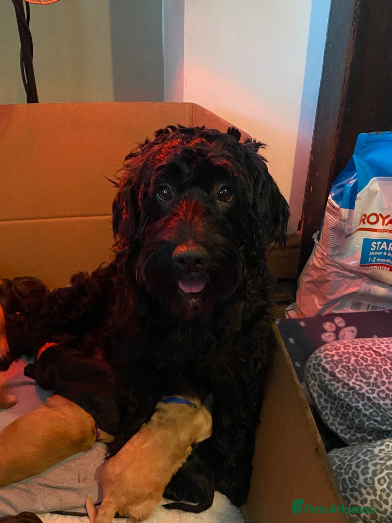 Cockapoo dogs Cockapoo pups for sale - Advert 2