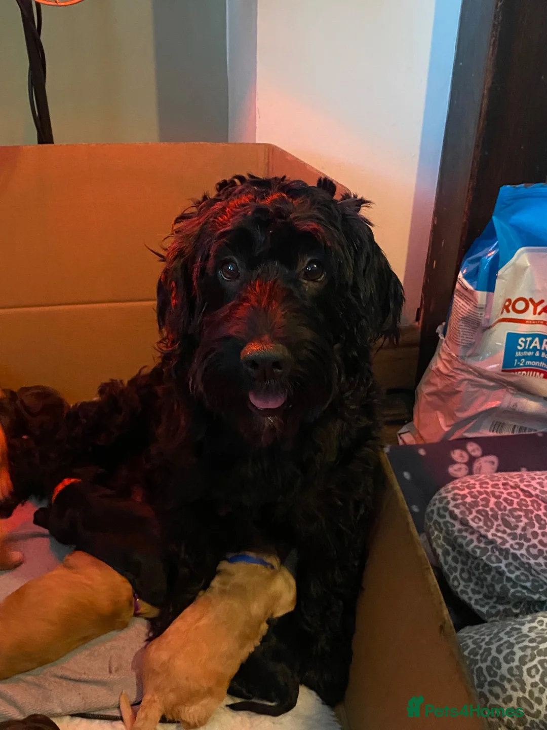Cockapoo dogs for sale: Cockapoo pups for sale - Advert 2