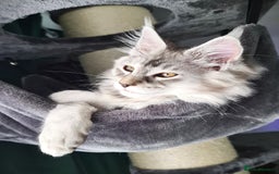 Maine Coon cats for sale: STUNNING XL PEDIGREE MAINE COON KITTENS  - Image 38
