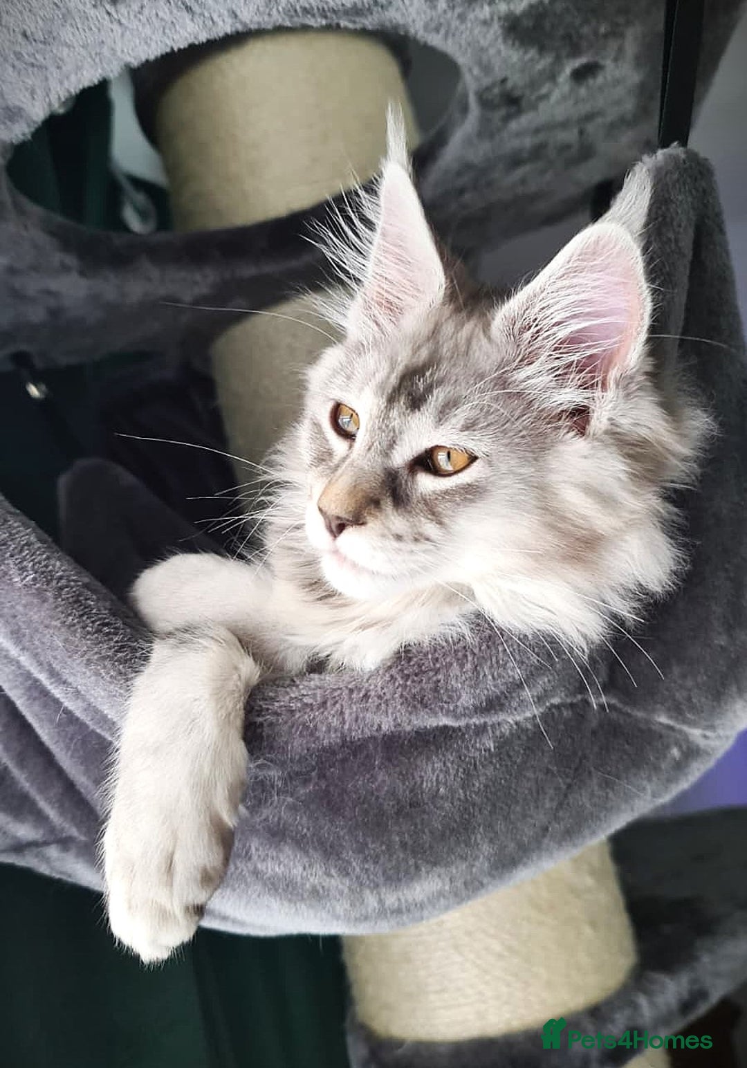 Maine Coon cats for sale: STUNNING XL PEDIGREE MAINE COON KITTENS  - Image 38
