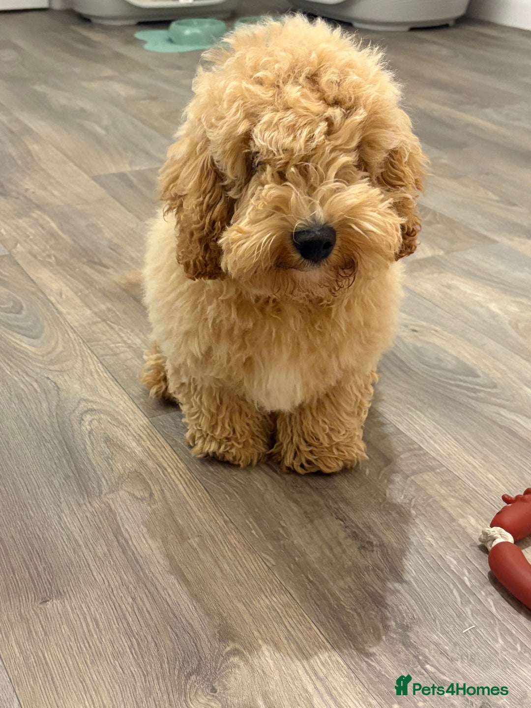 Cockapoo dogs for sale: *** Re-Home *** F1B male cockapoo pup - Advert 3