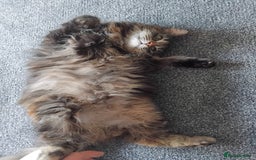British Longhair cats for sale: Female BLH 2 years old  - Image 6