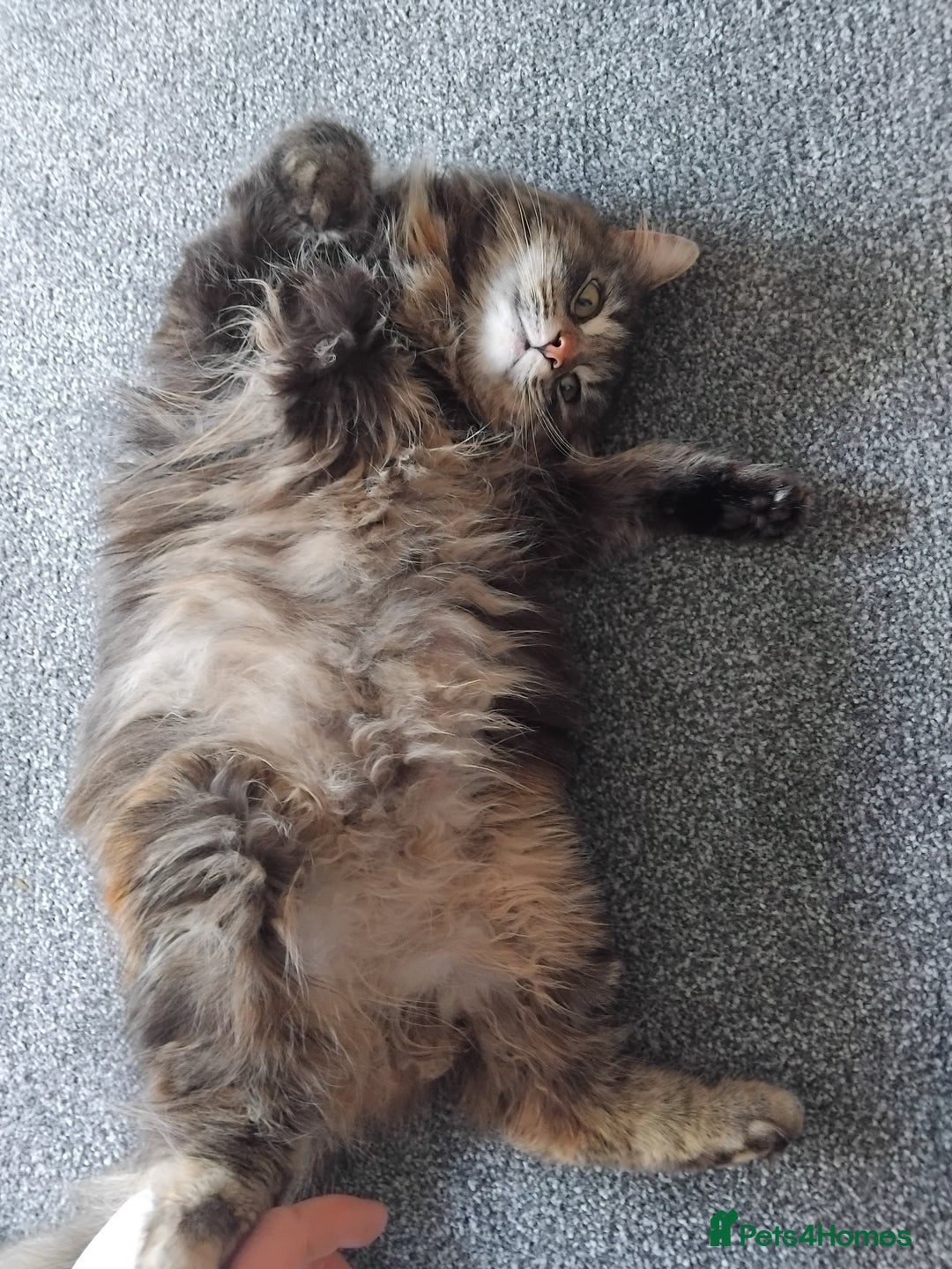 British Longhair cats for sale: Female BLH 2 years old  - Image 6