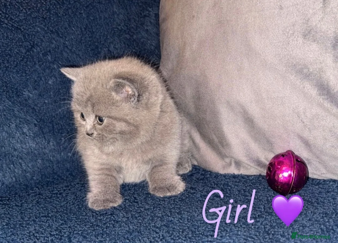 British Shorthair cats for sale: GCCF REGISTERED BRITISH SHORTHAIRS - Advert 1