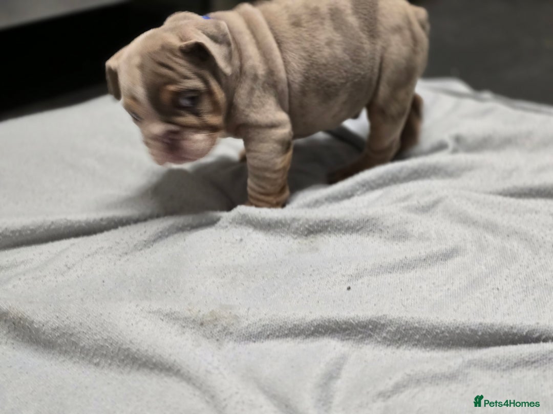 English Bulldog dogs for sale: ✨ English Bulldog Puppies Exceptional Bloodlines ✨ - Advert 11
