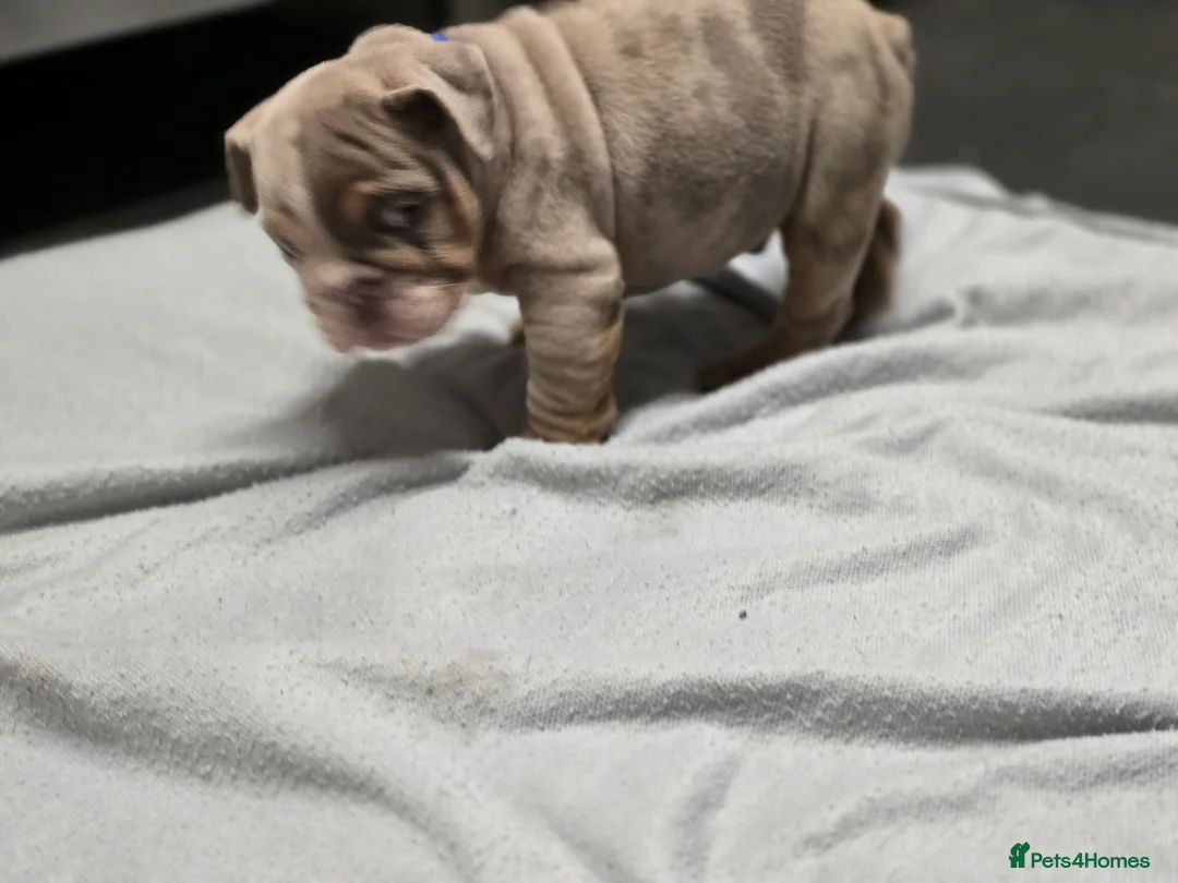 English Bulldog dogs for sale: ✨ English Bulldog Puppies Exceptional Bloodlines ✨ - Advert 11