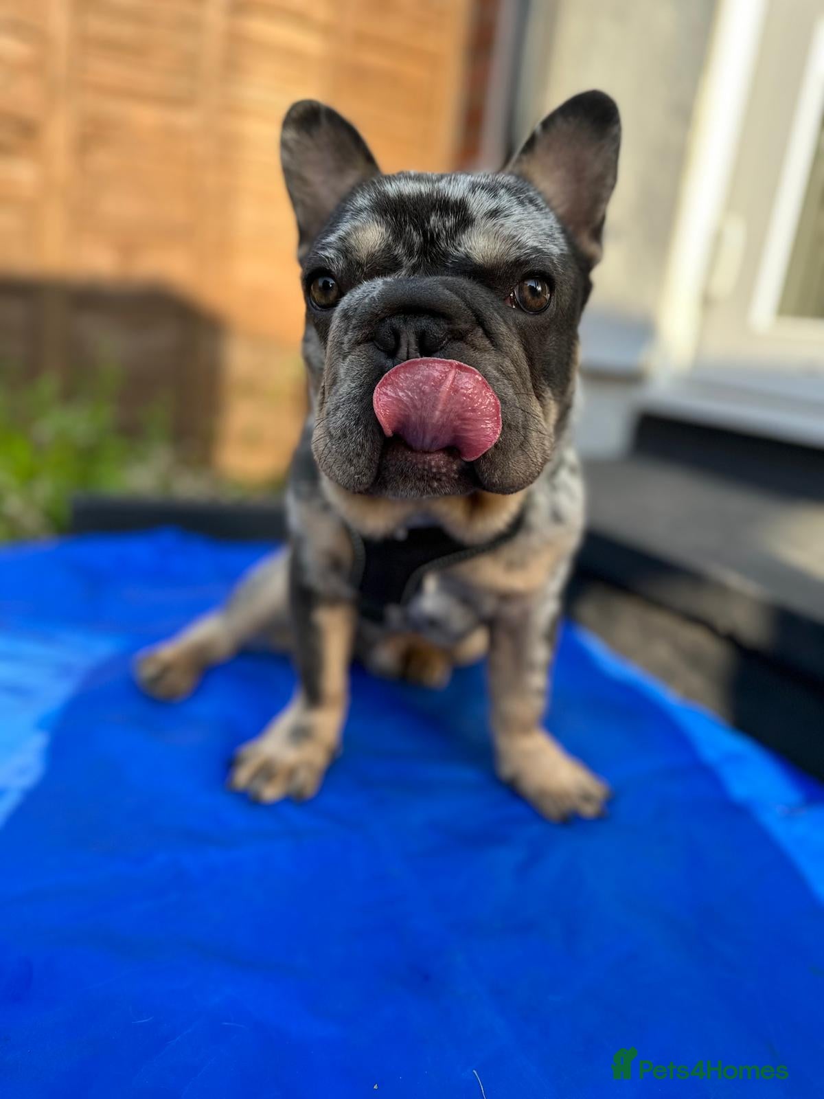 French Bulldog dogs Milo French Bulldog 3years - rehoming - Advert 1