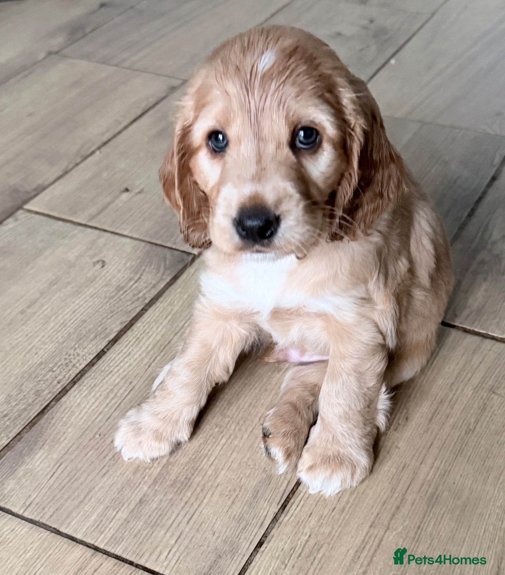 Cocker Spaniel dogs for sale: Bella’s Cocker Spaniel Puppies – 4 Boys, 1 Girl - Advert 13