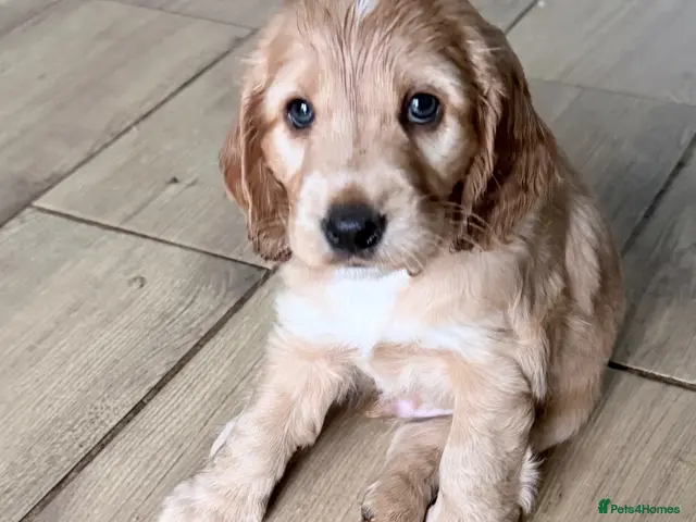 Cocker Spaniel dogs for sale: Bella’s Cocker Spaniel Puppies – 4 Boys, 1 Girl - Advert 13