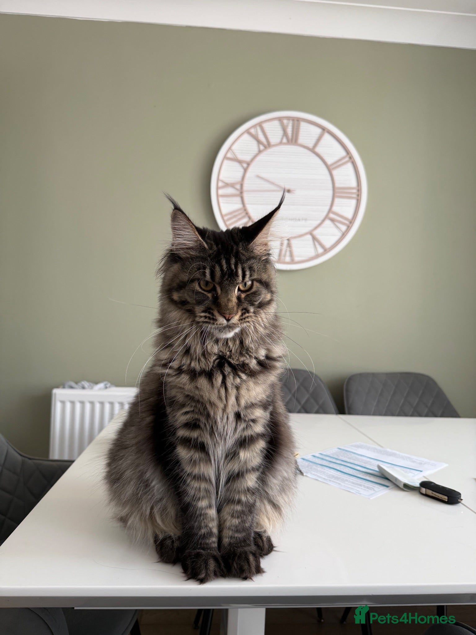 Maine Coon cats 6 month old Maincoon  - Advert 1