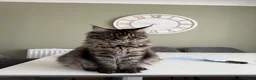 Maine Coon cats for sale: 6 month old Maincoon  in Bourne - Advert 1