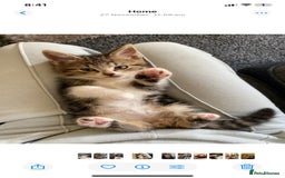 British Shorthair cats for sale: Cats for rehoming  - Image 7
