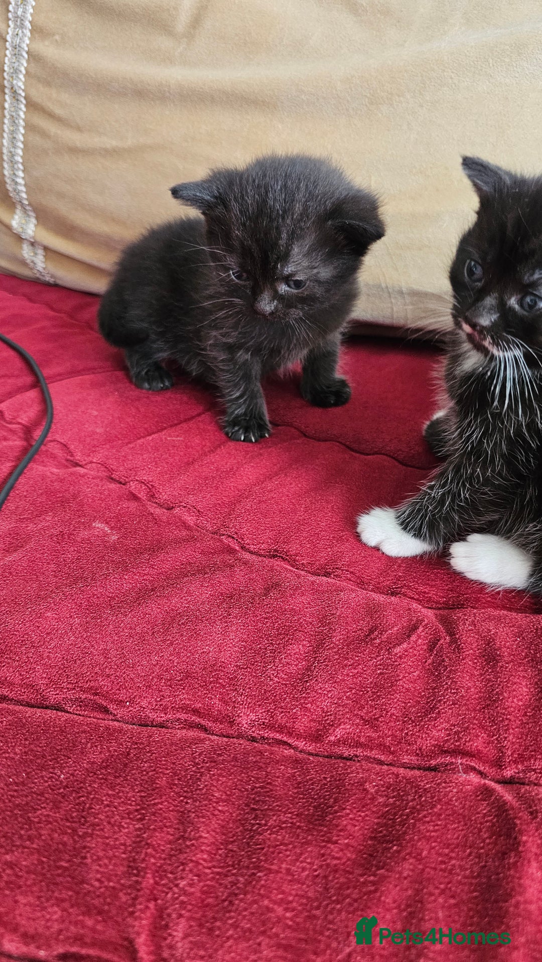 Bombay cats for sale: 3 lovely kitten 😸  - Image 4