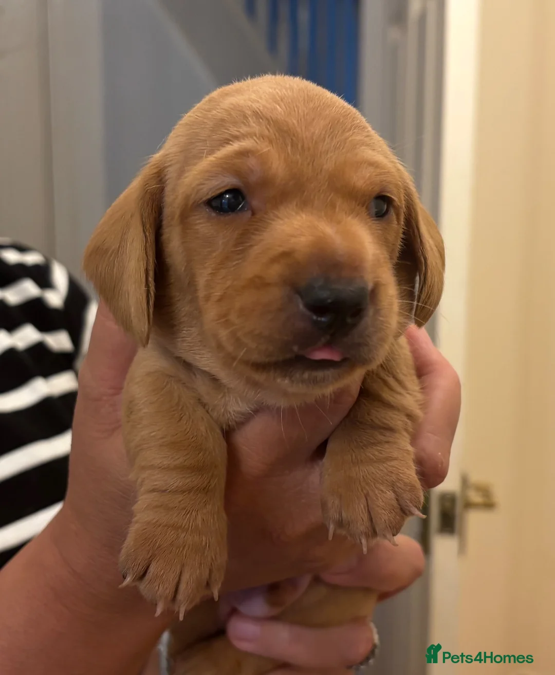 Miniature Dachshund dogs for sale: KC reg smooth hair miniature dachshund  - Advert 17
