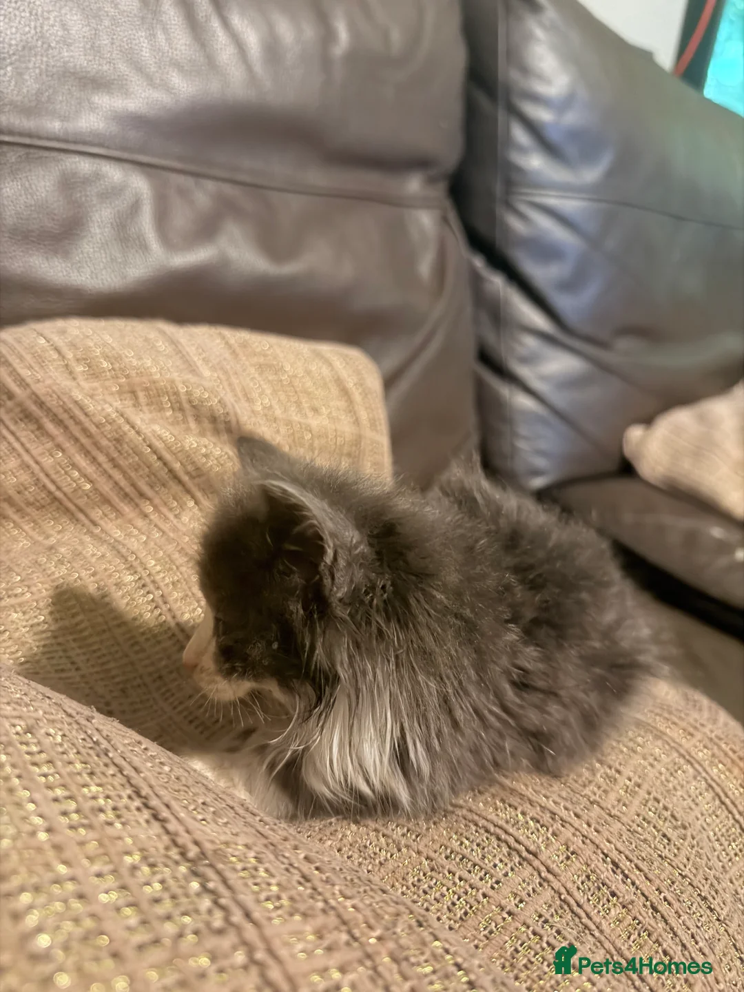 Mixed Breed cats for sale: Grey and white longhaired ragdoll x kitten  - Advert 2