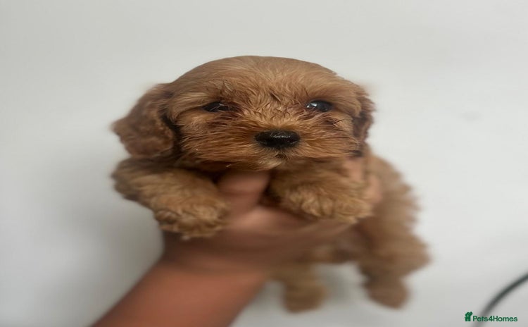 Cockapoo dogs - Advert 6
