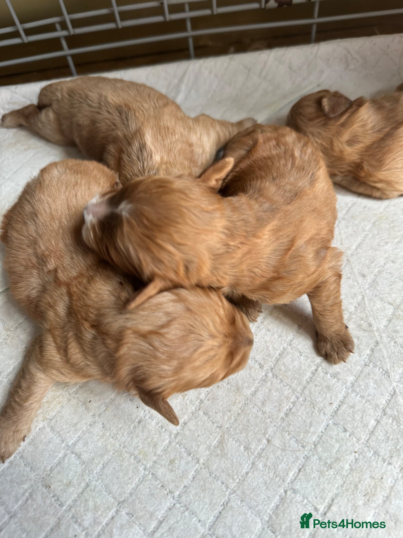 Mixed Breed dogs F1 Fox red cavapoo  - Advert 17