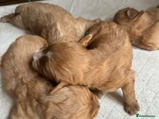 Mixed Breed dogs F1 Fox red cavapoo - Advert 17