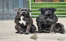 Cane Corso dogs for sale: ULTIMATE CANE CORSO PUPPIES  - Image 9